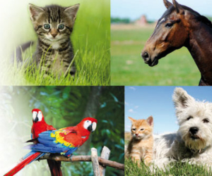 Ausbildung zum Tierheilpraktiker - Hund, Pferd, Katze und Vogel